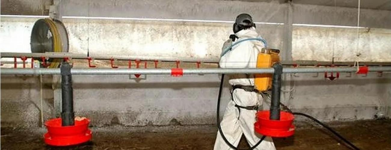 Désinfection de poulailler et de porcherie